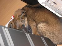 2009_02_21 bella_006